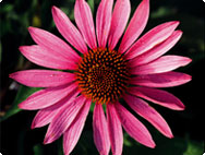 echinacea