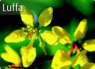 luffa-operculata-sponskomkommer