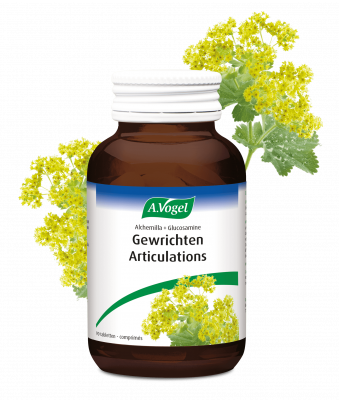 Alchemilla glucosamine gewrichten articulations FLBL