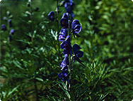 Aconitum napellus