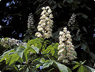 Aesculus hippocastanum - Marronnier d'Inde