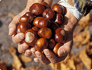 Aesculus hippocastanum - Marronnier d'Inde