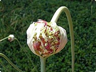 Allium sativum L. - Ail
