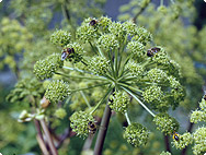 Angelica archangelica