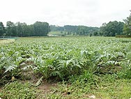 Cynara scolymus - Artichaut