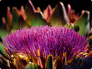 Cynara scolymus - Artichaut