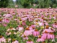 Echinacea purpurea - Echinacée pourpre, rudbeckie rouge