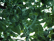 Eucalyptus globulus Eucalyptus globulus