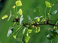 Ginkgo biloba - Ginkgo