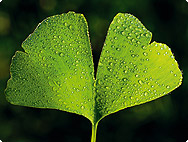 Ginkgo biloba - Ginkgo