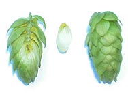 Humulus lupulus L. - Houblon