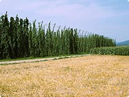 Humulus lupulus L. - Houblon