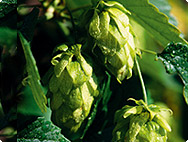 Humulus lupulus L. - Houblon