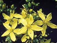 Hypericum perforatum - Millepertuis