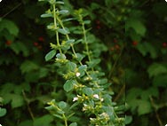 Melissa officinalis L. - Melisse