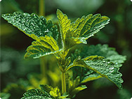Melissa officinalis L. Melissa officinalis L.