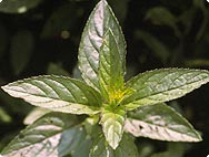 Mentha piperitha - Menthe poivrée