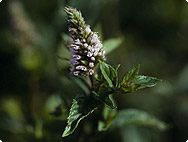 Mentha piperitha - Menthe poivrée