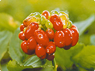 Panax ginseng Panax ginseng