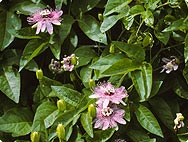 Passiflora incarnata L. - Fleur de la passion, passiflore