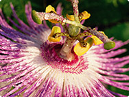 Passiflora incarnata L. - Fleur de la passion, passiflore