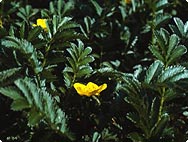 Potentilla anserina L. - Potentille ansérine, patte d'oie