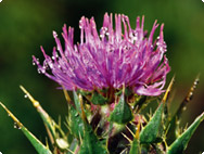 Silybum marianum - Chardon marie