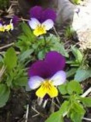 Viola tricolor - Driekleurig viooltje