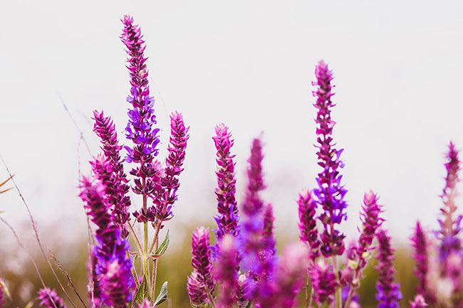 opvliegers oorzaak salvia officinalis