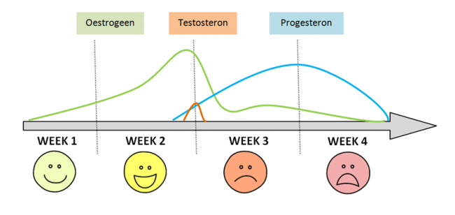 Hormonen overgang - Normale menstruatiecyclus