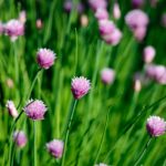 Echinacea - super aliments