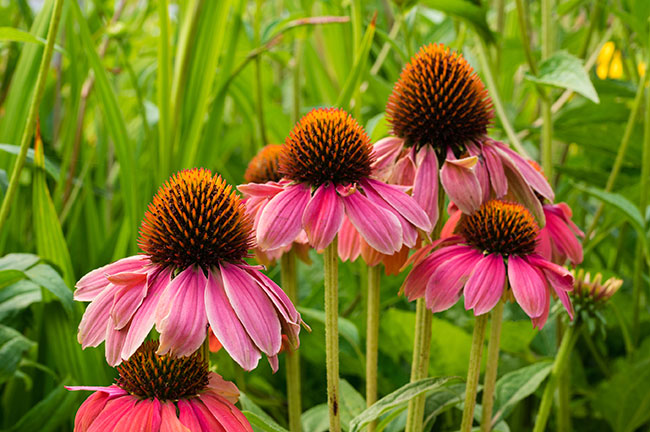 Augmenter les défenses naturelles Echinacea