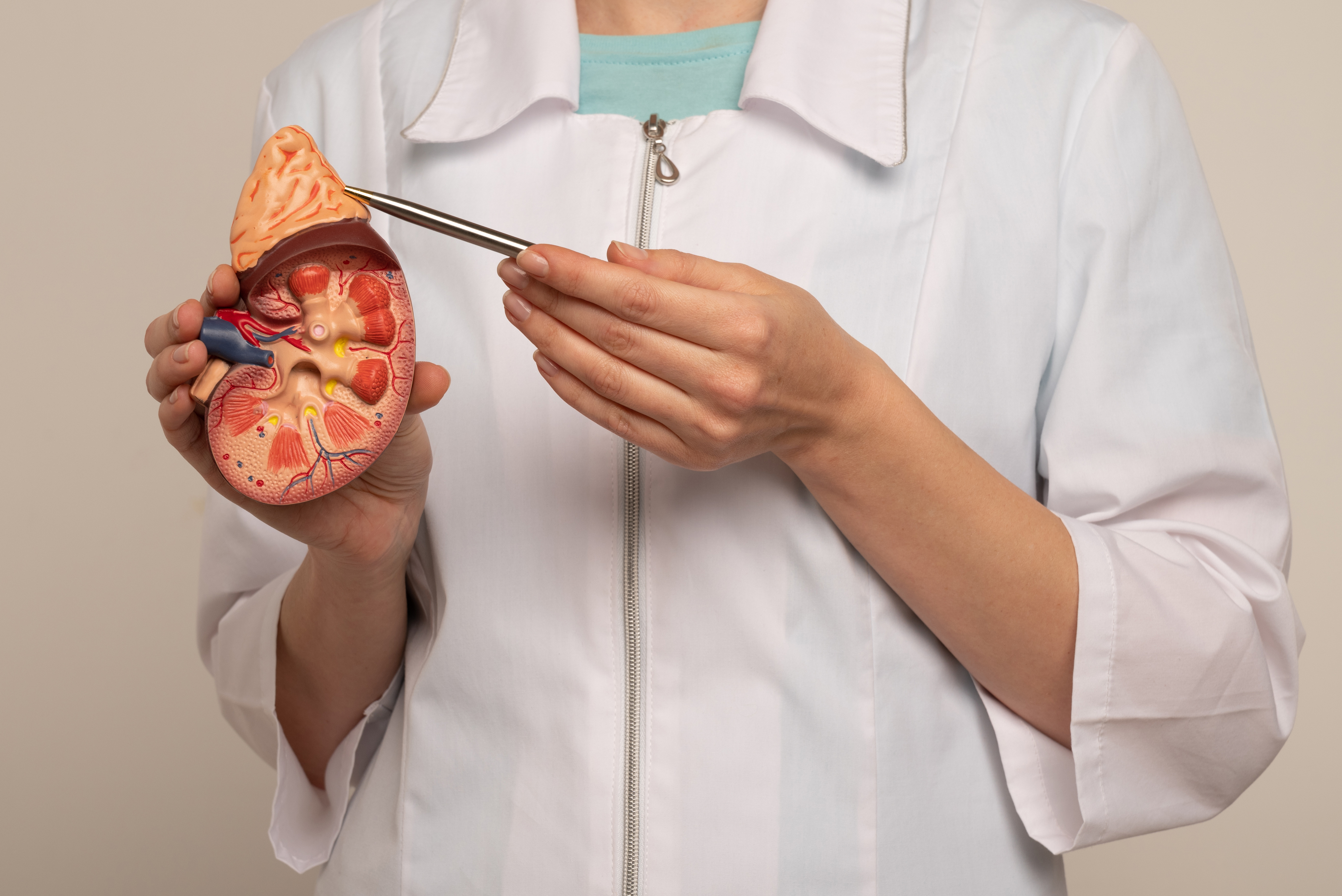 Anatomisch model van de nieren en bijnieren – uitleg bijnierfunctie