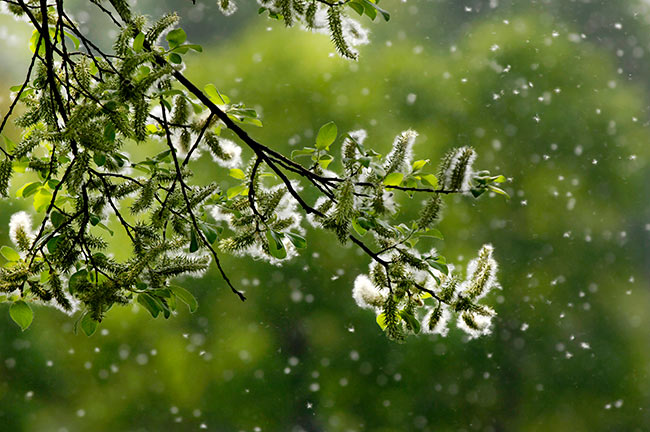 allergie croisée pollen