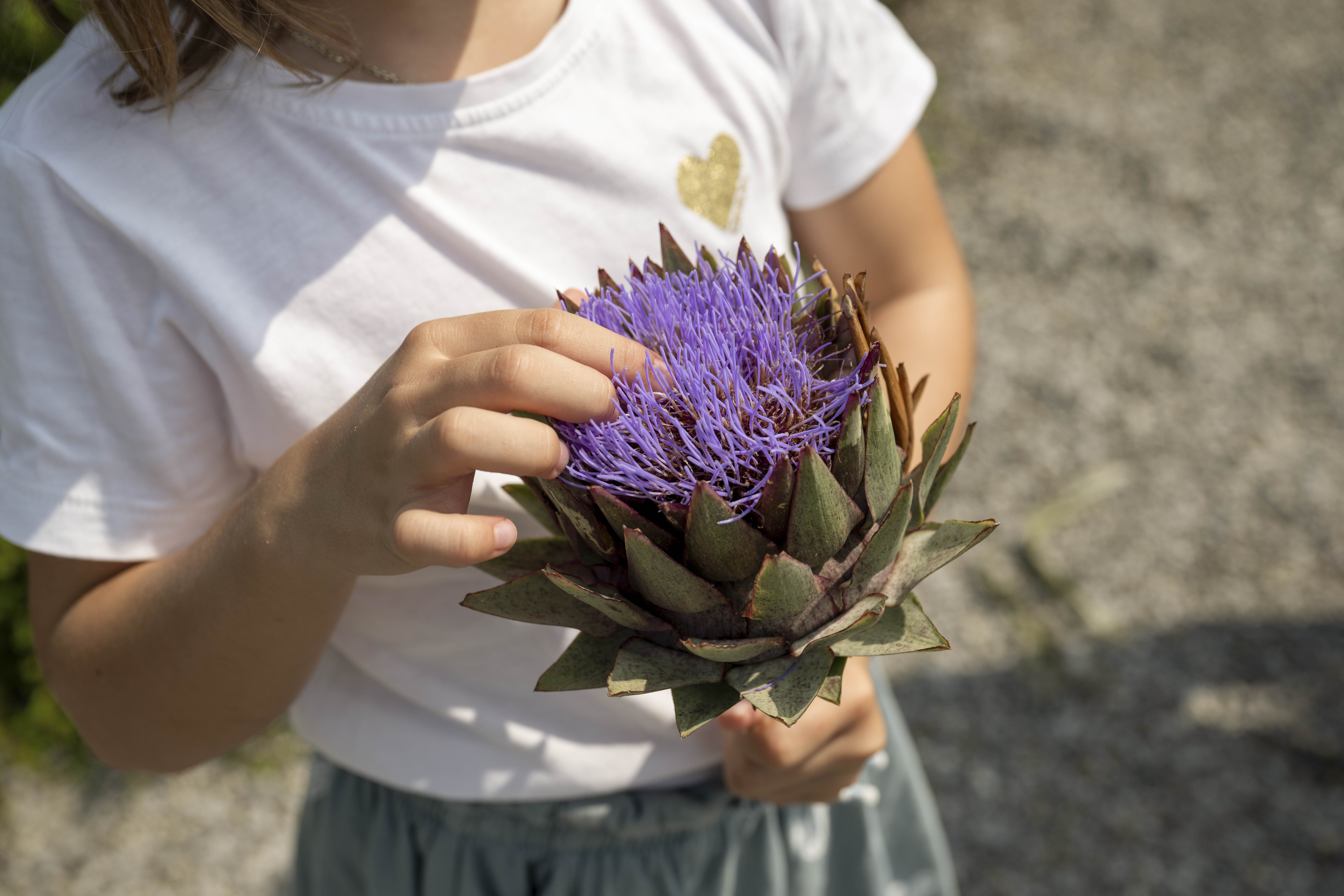 Persoon houdt een vers geplukte artisjokbloem vast – een natuurlijke plant die traditioneel wordt ingezet ter ondersteuning van de lever