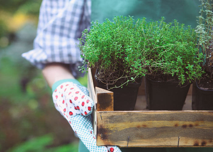 Créez votre propre jardin d'herbes aromatiques