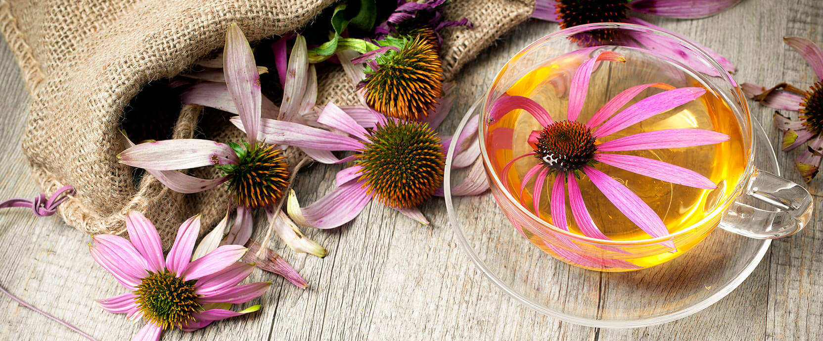 Verse Echinacea