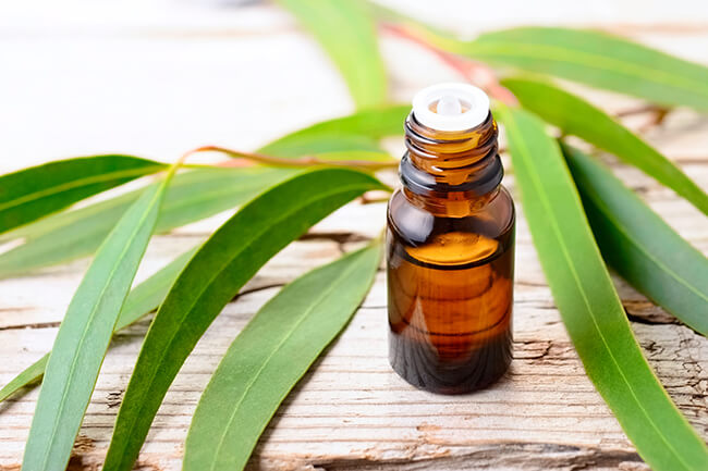 remèdes naturels contre la toux : huile essentielle eucalyptus