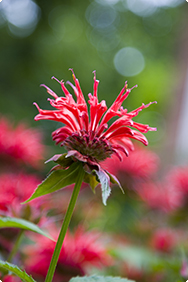 Monarda didyma - Bergamotplant