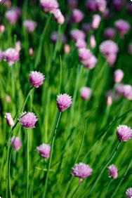 Allium schoenoprasum - Bieslook