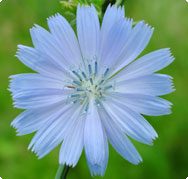 Cichorium intybus L - Cichorée