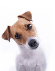 hond hond