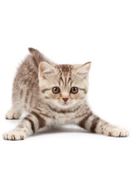 kat kat