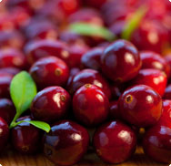 veenbes-vaccinium-macrocarpon veenbes-vaccinium-macrocarpon