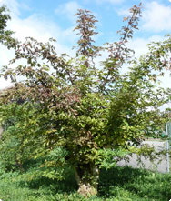 Sambucus nigra - Gewone vlier