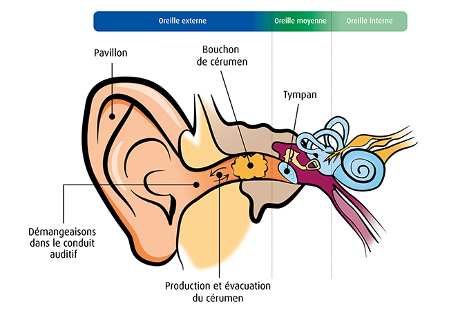 Oreille interne