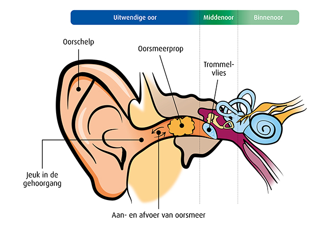 uitwendige oor