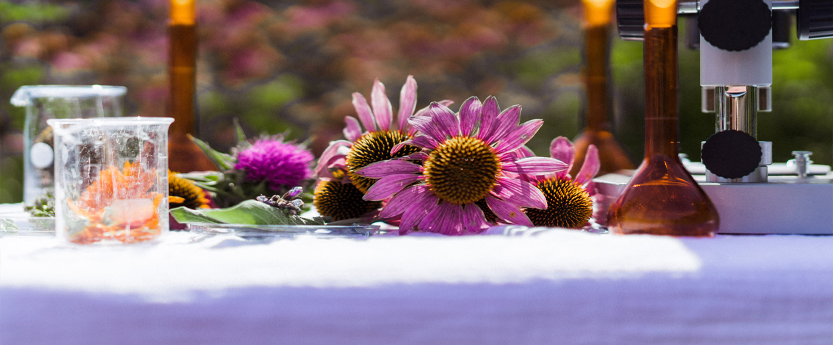 Je weerstand op een natuurlijke manier versterken met Echinacea