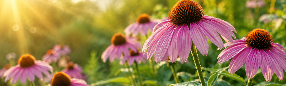 Échinacées au soleil du matin avec des gouttes de rosée dans un jardin naturel