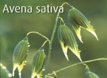 Sativa avena Avena Sativa